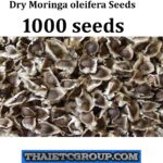 1000 Organic MORINGA OLEIFERA Seeds Asthma Cancer Diabetes Arthritis headache